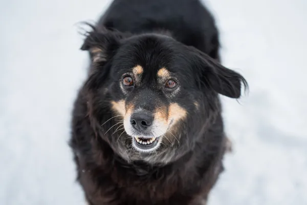 Pies do adopcji, Nowodwór, 9 lutego 2026 (1/5)