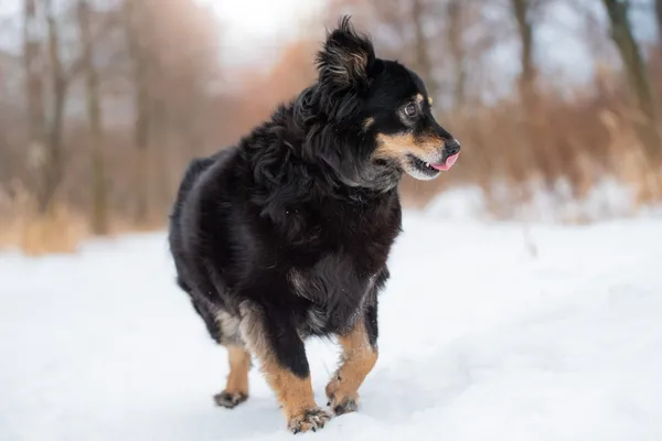 Pies do adopcji, Nowodwór, 9 lutego 2026 (3/5)