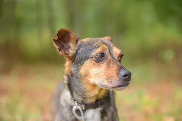 Pies do adopcji, Nowodwór, 10 lutego 2026 (1/5)