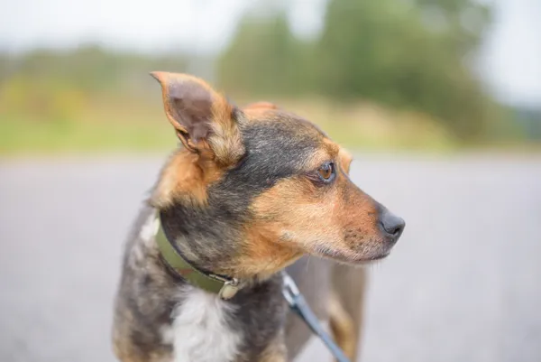 Pies do adopcji, Nowodwór, 10 lutego 2026 (2/5)