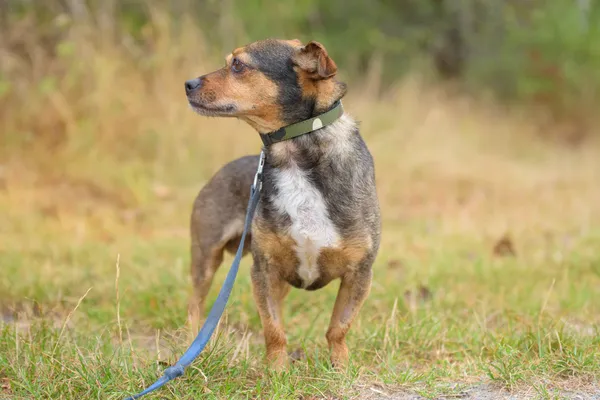 Pies do adopcji, Nowodwór, 10 lutego 2026 (3/5)