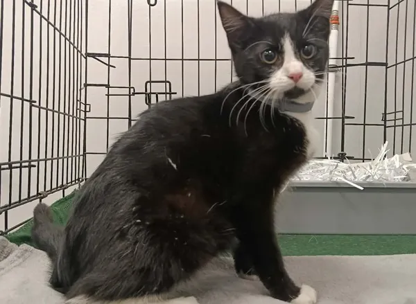 Znaleziono kota, Toruń, 9 lutego 2026