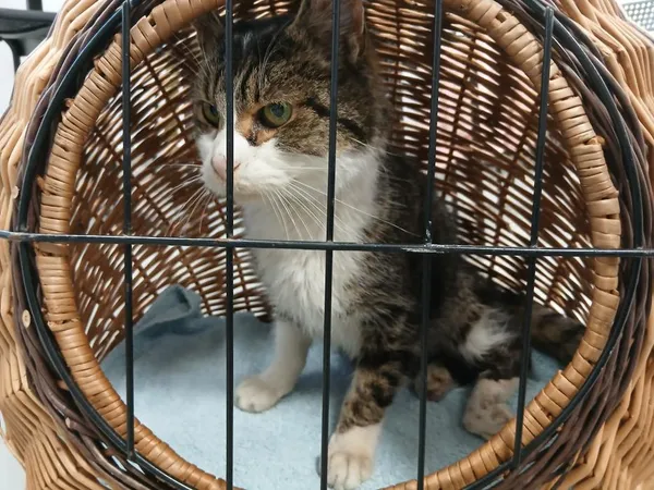 Znaleziono kota, Toruń, 7 lutego 2026