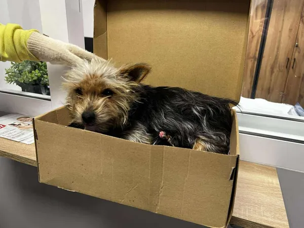 Znaleziono psa, Toruń, 7 lutego 2026