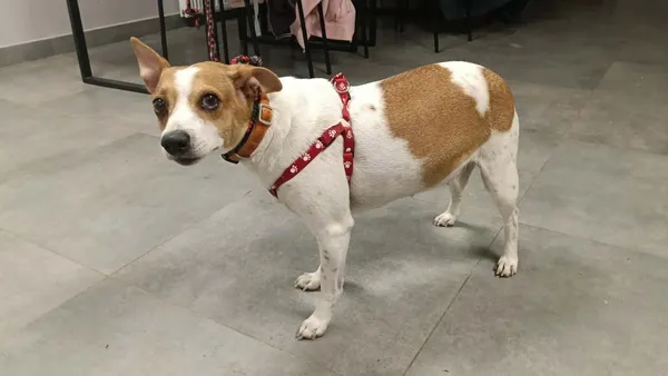 Znaleziono psa, Toruń, 4 lutego 2026