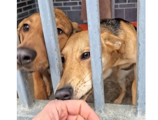 Znaleziono psa, Wrocław, 7 lutego 2026