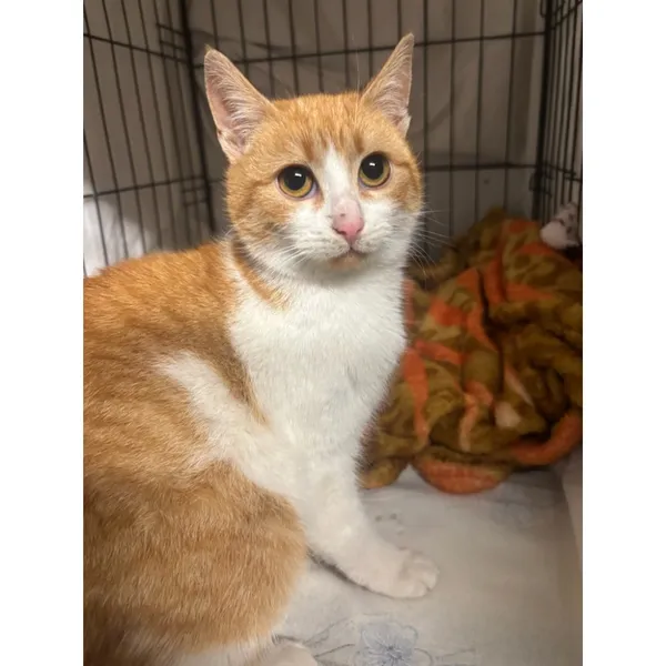 Znaleziono kota, Białystok, 15 stycznia 2026