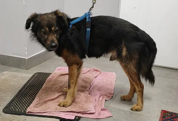 Znaleziono psa, Toruń, 6 lutego 2026