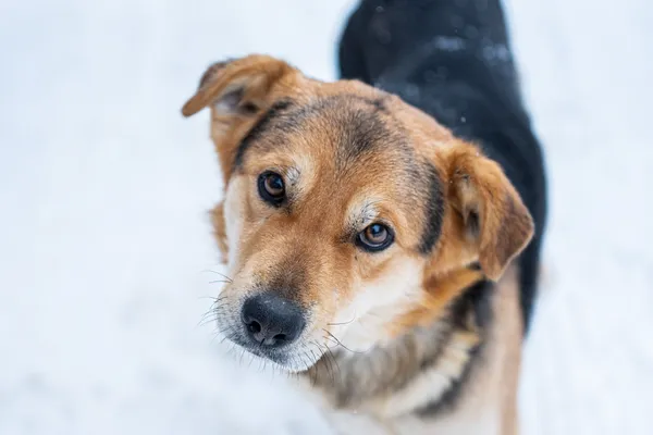 Pies do adopcji, Nowodwór, 9 lutego 2026 (3/5)