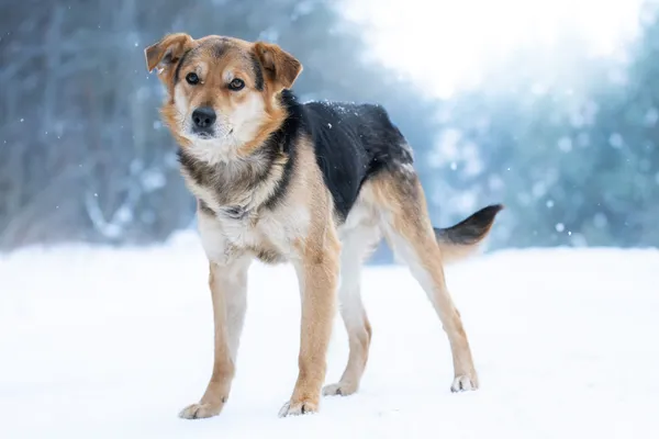 Pies do adopcji, Nowodwór, 9 lutego 2026 (4/5)