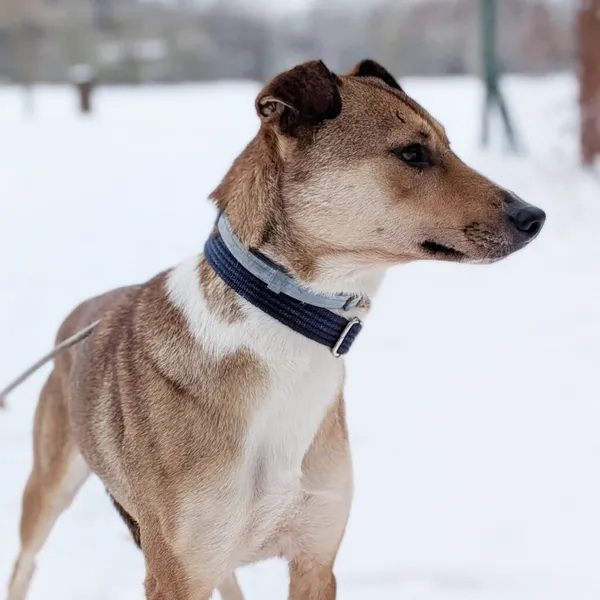 Pies do adopcji, Korabiewice, 10 lutego 2026