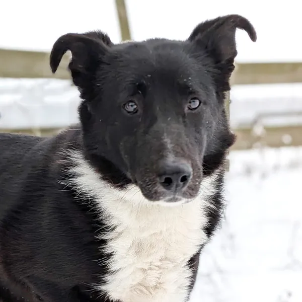 Pies do adopcji, Korabiewice, 10 lutego 2026