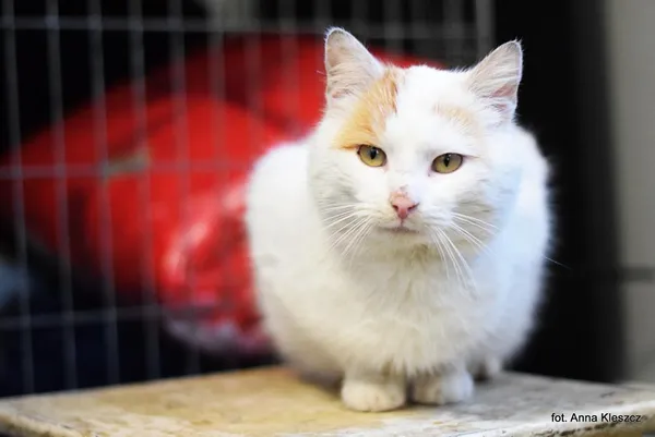 Znaleziono kota, Toruń, 21 stycznia 2026