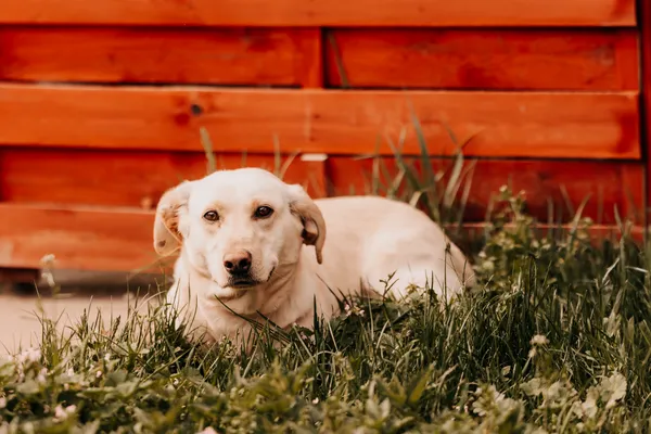 Pies do adopcji, Czartki, 10 lutego 2026 (1/4)