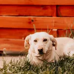 Pies do adopcji