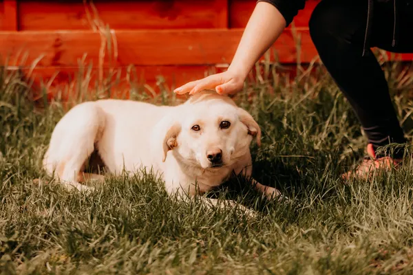 Pies do adopcji, Czartki, 10 lutego 2026 (4/4)