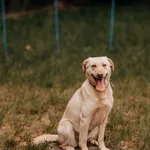 Pies do adopcji