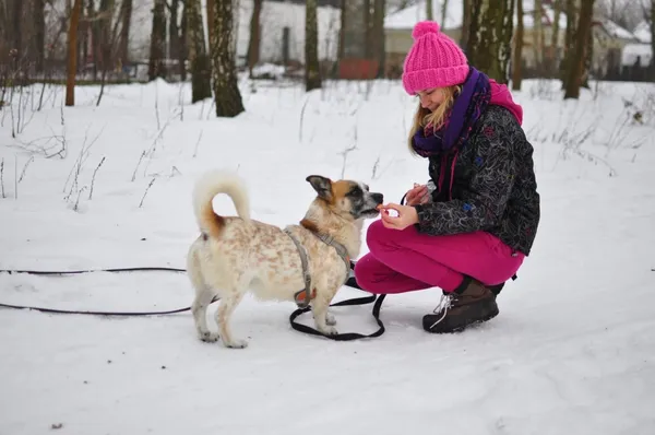 Pies do adopcji, Milanówek, 10 lutego 2026 (1/5)