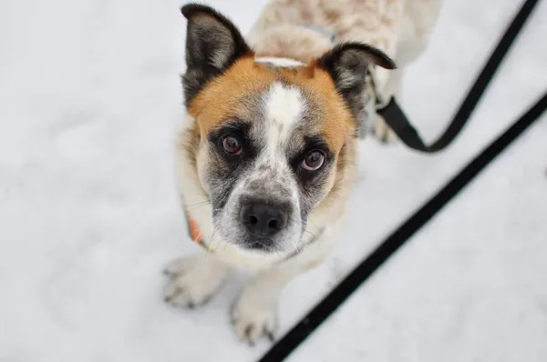 Pies do adopcji, Milanówek, 10 lutego 2026 (2/5)