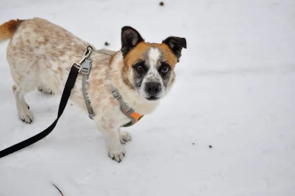 Pies do adopcji, Milanówek, 10 lutego 2026 (3/5)