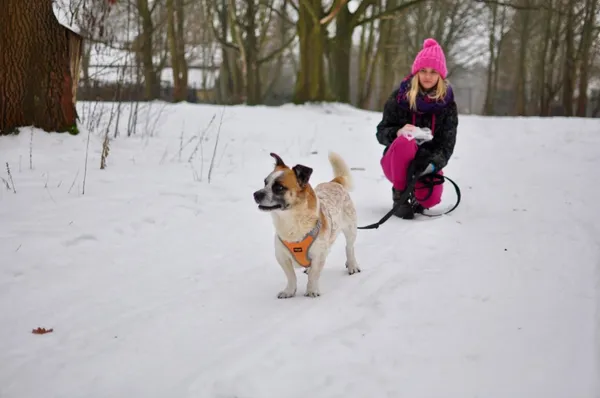 Pies do adopcji, Milanówek, 10 lutego 2026 (4/5)