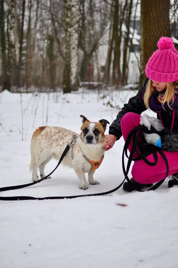 Pies do adopcji, Milanówek, 10 lutego 2026 (5/5)