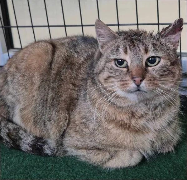 Znaleziono kota, Grudziądz, 10 lutego 2026