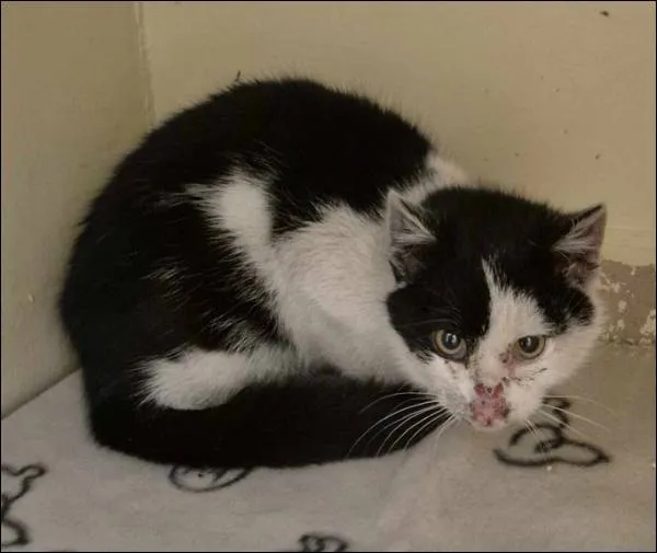 Znaleziono kota, Grudziądz, 10 lutego 2026