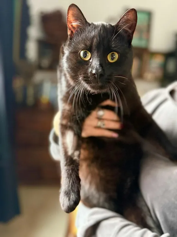 Kot do adopcji, Głowno, 10 lutego 2026 (1/4)