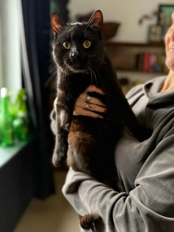 Kot do adopcji, Głowno, 10 lutego 2026 (2/4)