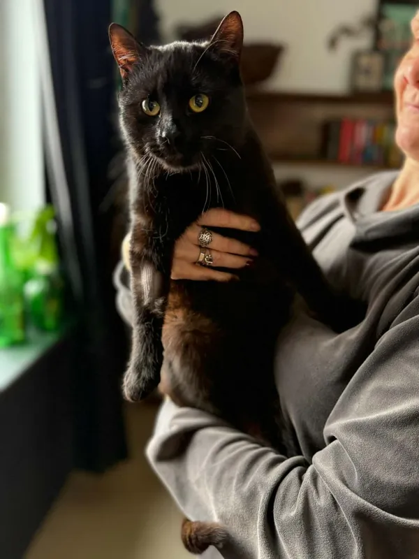 Kot do adopcji, Głowno, 10 lutego 2026 (3/4)