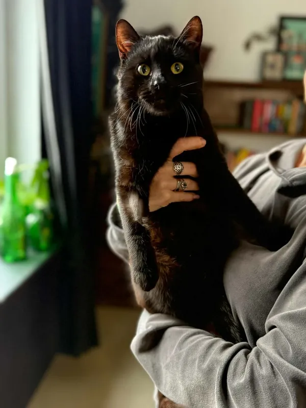 Kot do adopcji, Głowno, 10 lutego 2026 (4/4)