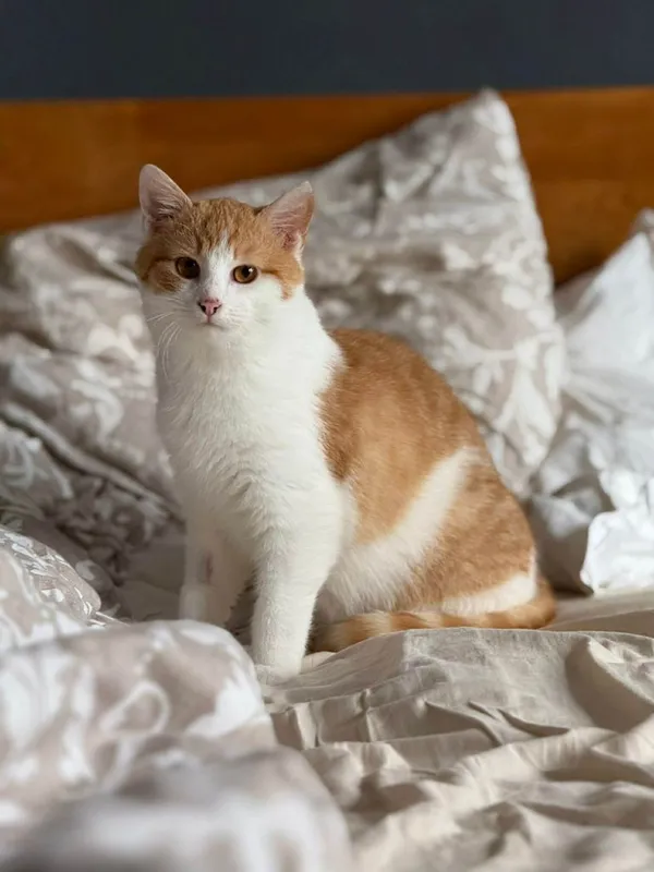 Kot do adopcji, Głowno, 10 lutego 2026 (1/2)