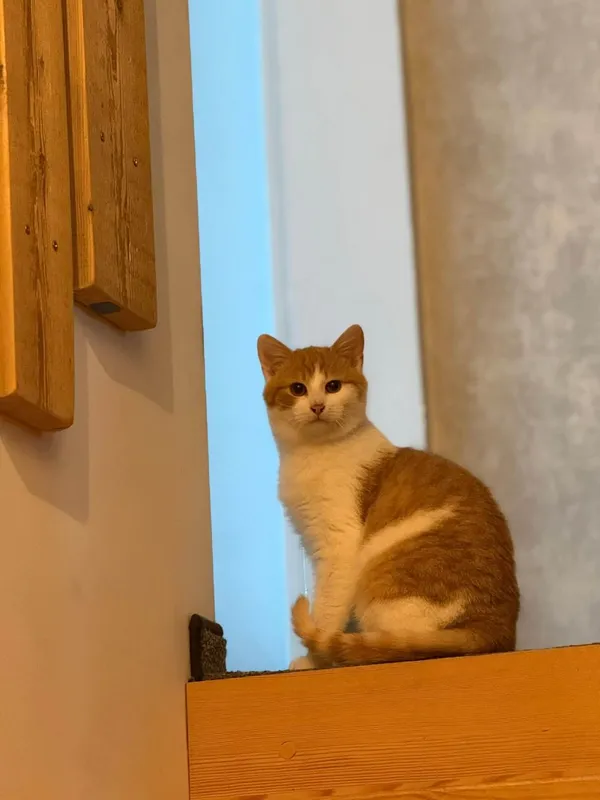 Kot do adopcji, Głowno, 10 lutego 2026 (2/2)