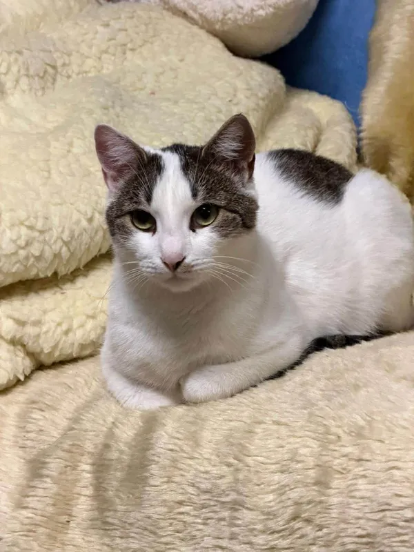 Kot do adopcji, Głowno, 10 lutego 2026 (1/2)