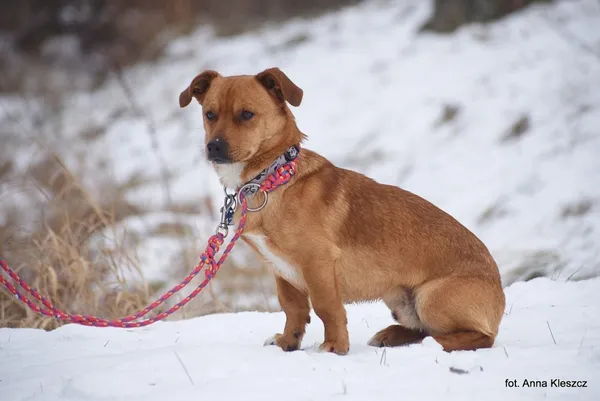 Znaleziono psa, Toruń, 4 stycznia 2026