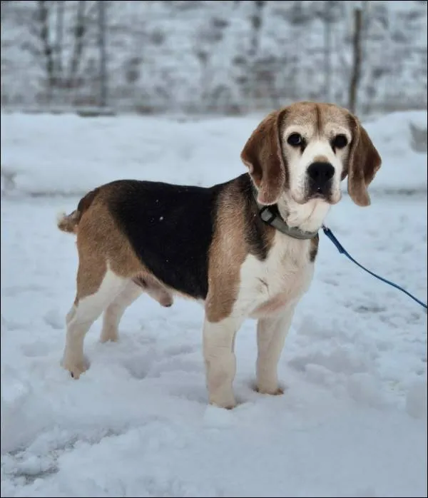 Znaleziono psa, Grudziądz, 25 września 2025