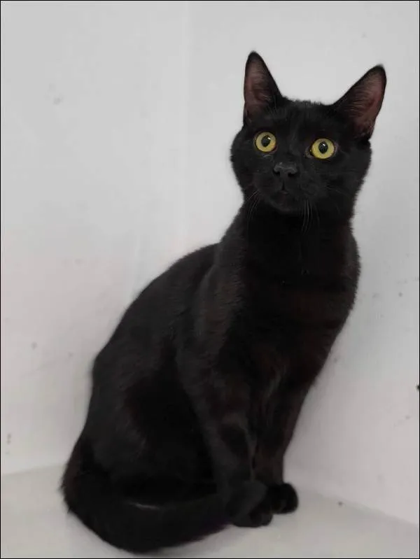 Znaleziono kota, Grudziądz, 4 października 2025