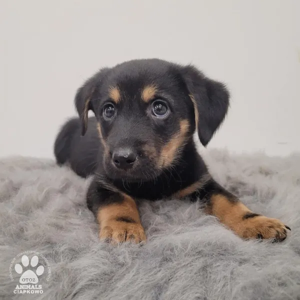 Pies do adopcji, Gdynia, 11 lutego 2026 (2/5)