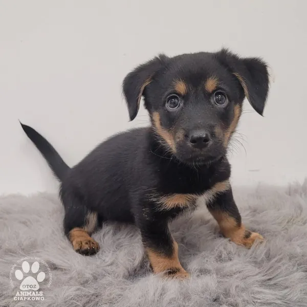 Pies do adopcji, Gdynia, 11 lutego 2026 (4/5)