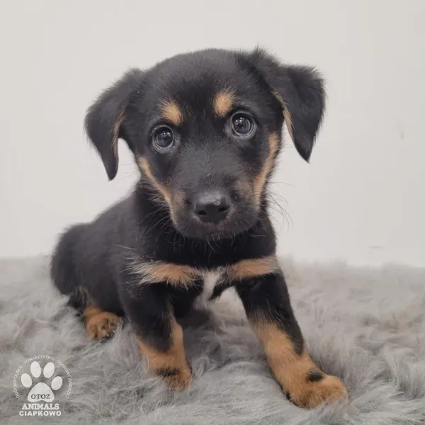 Pies do adopcji, Gdynia, 11 lutego 2026 (5/5)