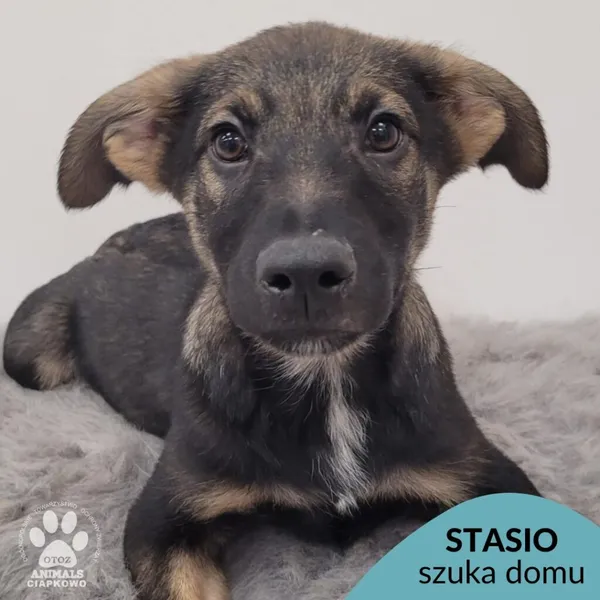 Pies do adopcji, Gdynia, 11 lutego 2026 (1/5)