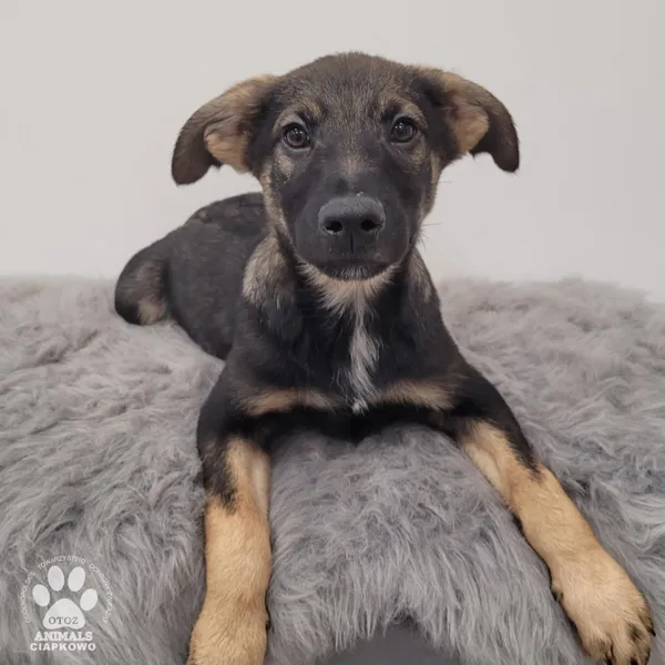 Pies do adopcji, Gdynia, 11 lutego 2026 (2/5)