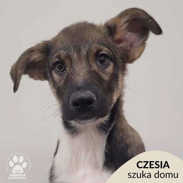 Pies do adopcji, Gdynia, 11 lutego 2026 (1/4)