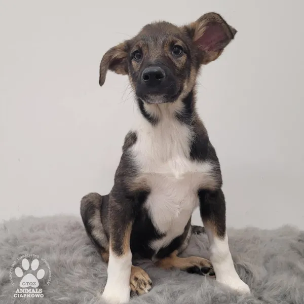 Pies do adopcji, Gdynia, 11 lutego 2026 (2/4)