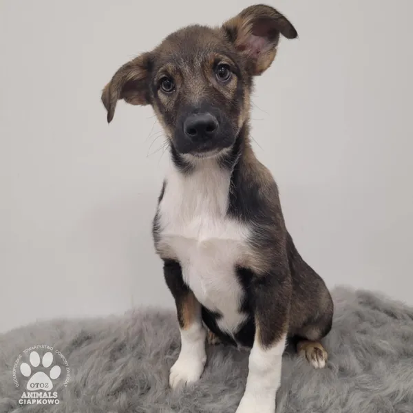 Pies do adopcji, Gdynia, 11 lutego 2026 (3/4)