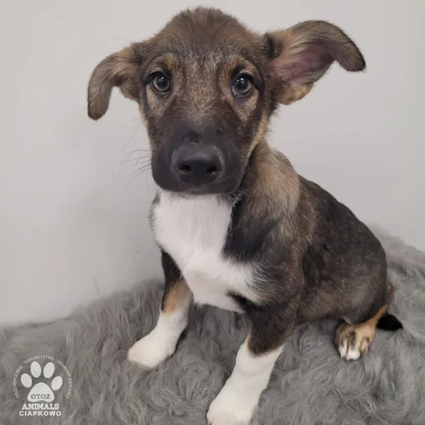 Pies do adopcji, Gdynia, 11 lutego 2026 (4/4)