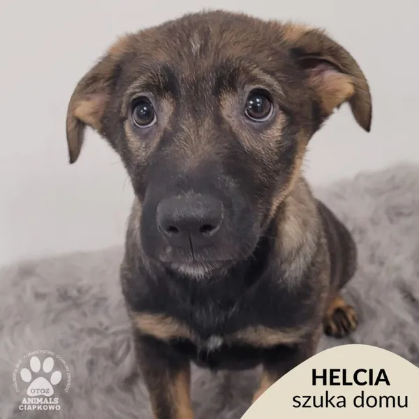 Pies do adopcji, Gdynia, 11 lutego 2026 (1/4)