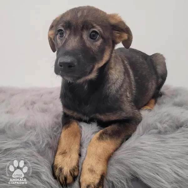 Pies do adopcji, Gdynia, 11 lutego 2026 (3/4)