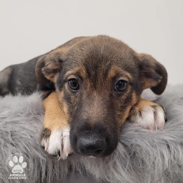 Pies do adopcji, Gdynia, 11 lutego 2026 (4/5)